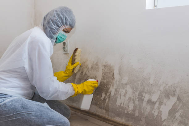 Professional Mold Removal in Twinsburg Heights, OH